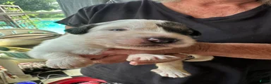Dill