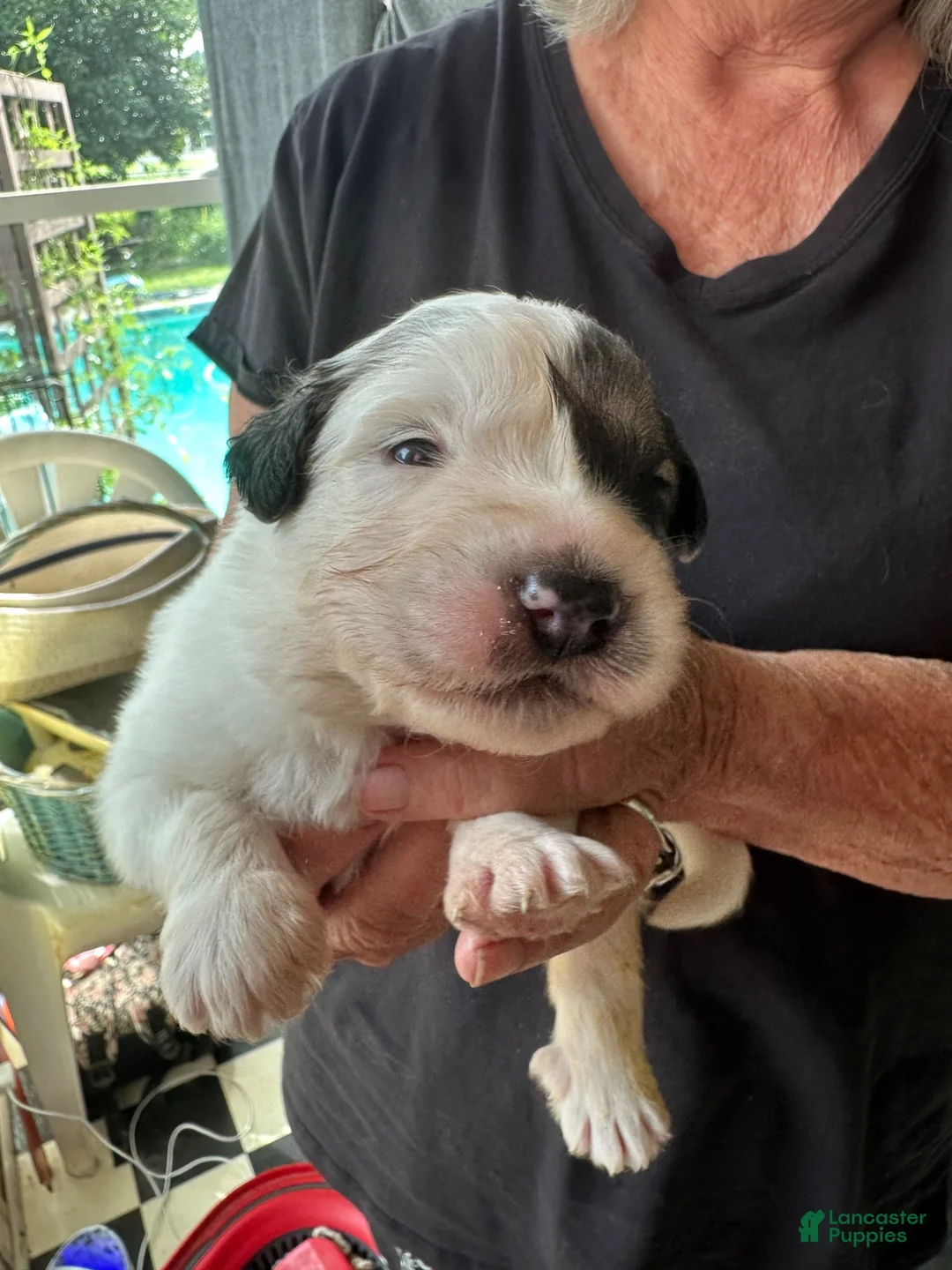 Great Pyrenees dogs for sale: Dill - Ad 1
