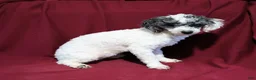 Toy Poodle dogs for sale: Hunter Toy Poodle  - Ad 5