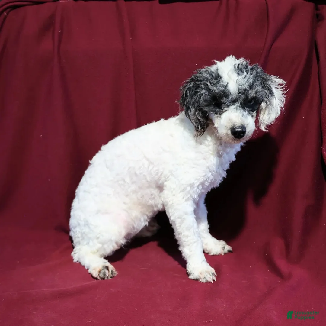 Toy Poodle dogs for sale: Hunter Toy Poodle  - Ad 5