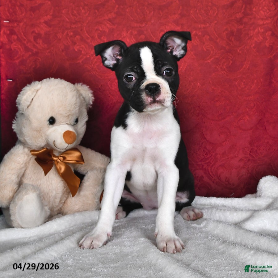 Boston Terrier dogs Sierra - Ad 1