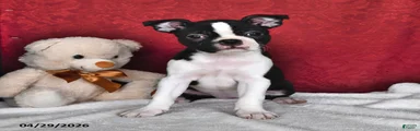Sierra