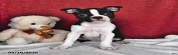 Boston Terrier dogs for sale: Sierra - Ad 1