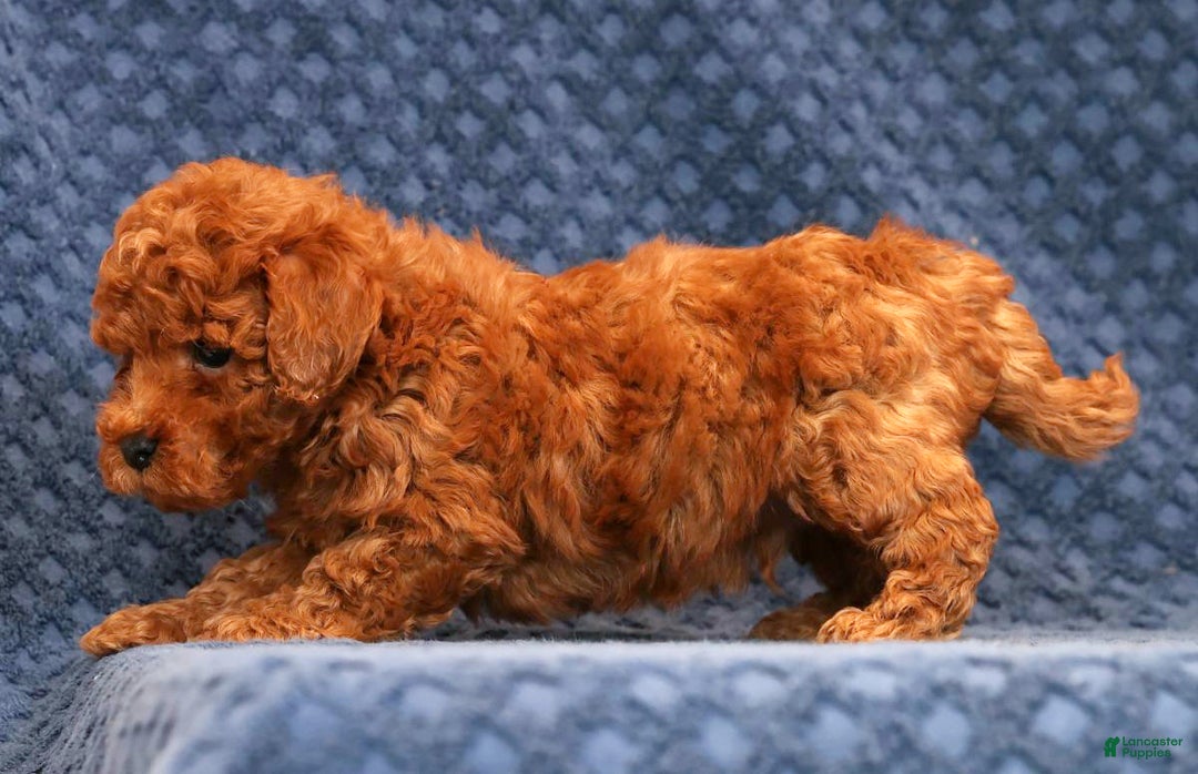 Bichpoo dogs for sale: Elliot - Ad 3