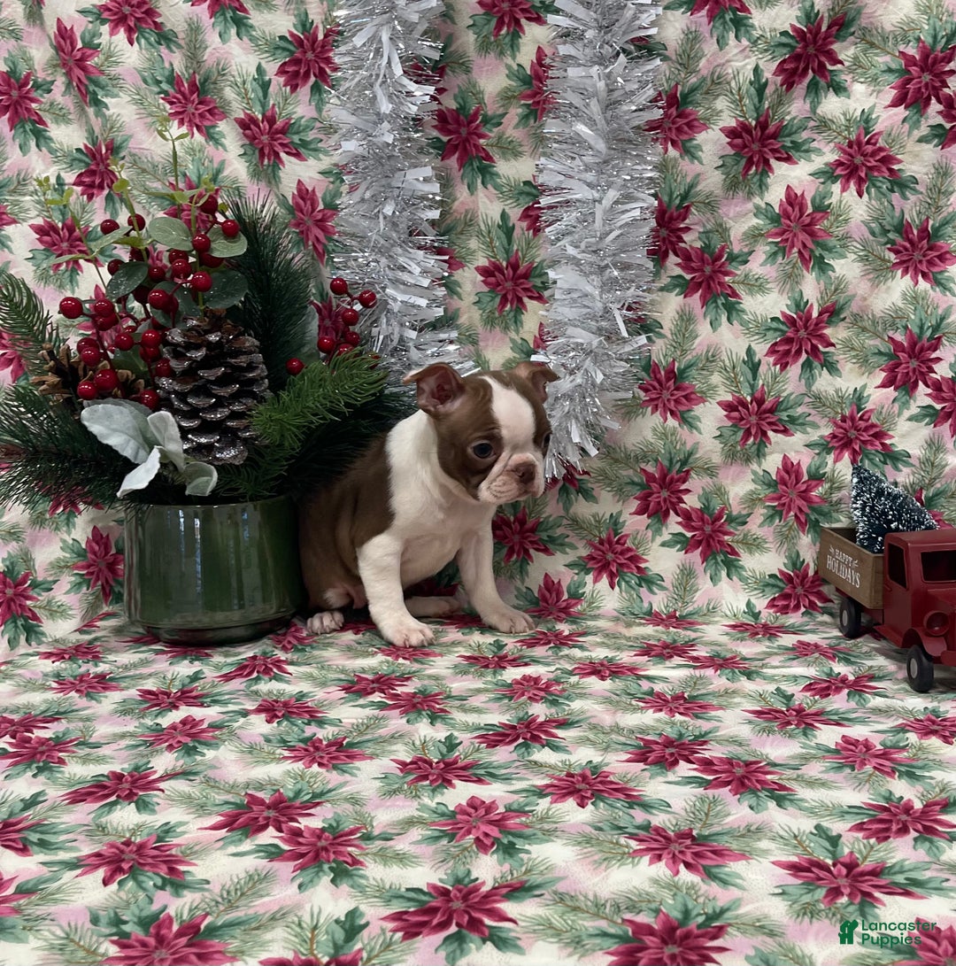 Boston Terrier dogs for sale: Alta - Ad 2