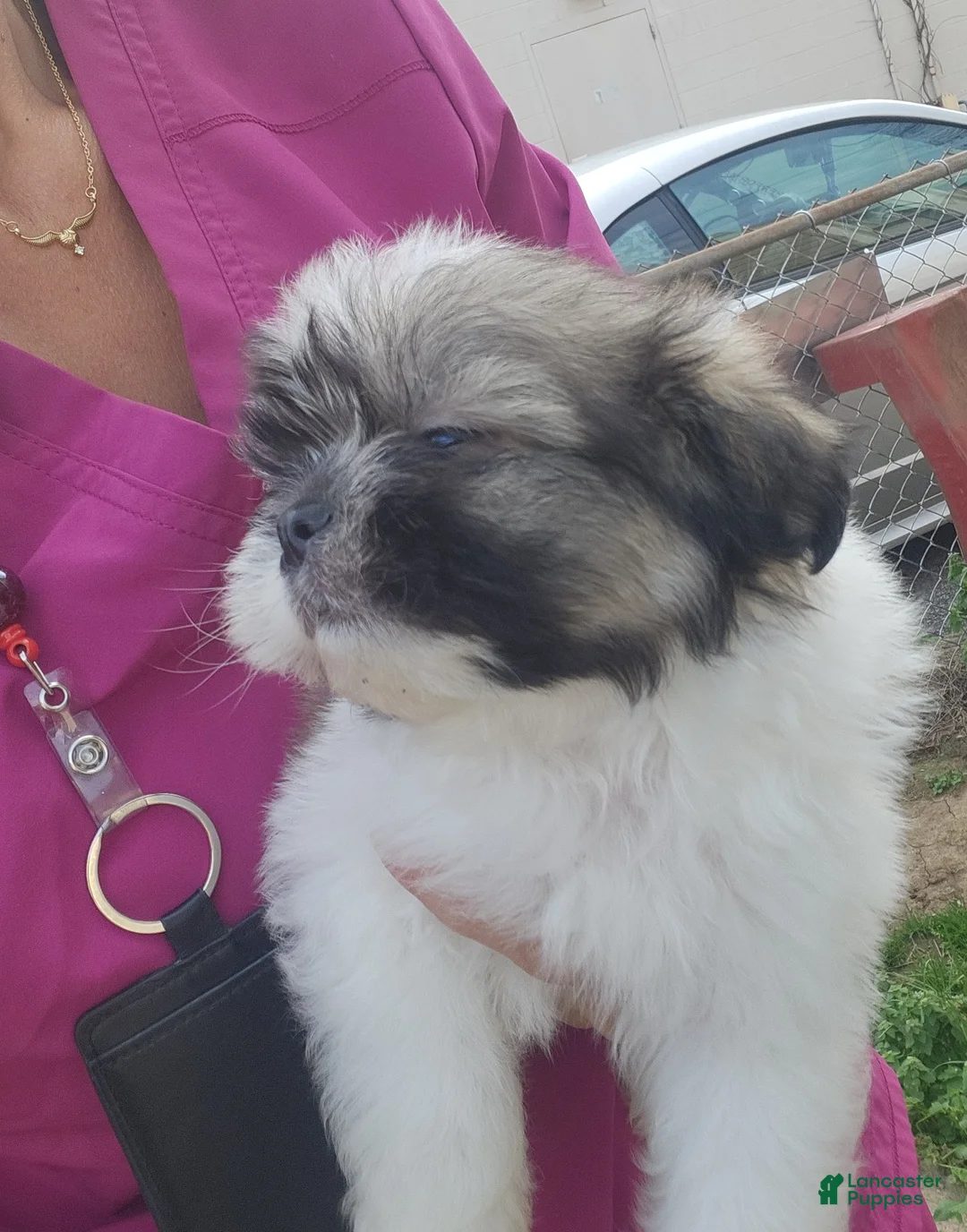 Shih Tzu dogs for sale: Shih Tzu Puppy 3 - Ad 2