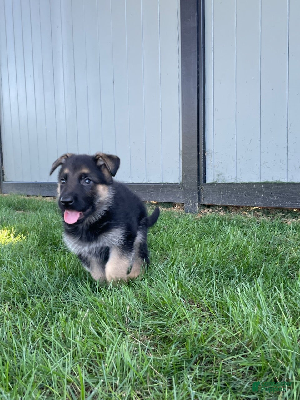 German Shepherd dogs Katrina - Ad 1
