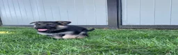 German Shepherd dogs for sale: Katrina - Ad 1
