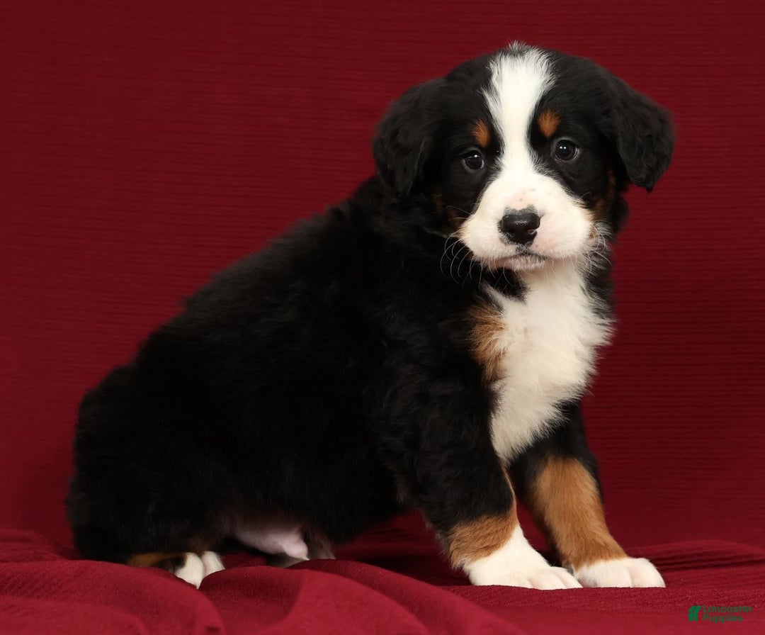 Bernese Mountain Dog dogs for sale: King - Ad 4