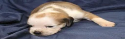 Puggle dogs for sale: Chewy - Ad 23