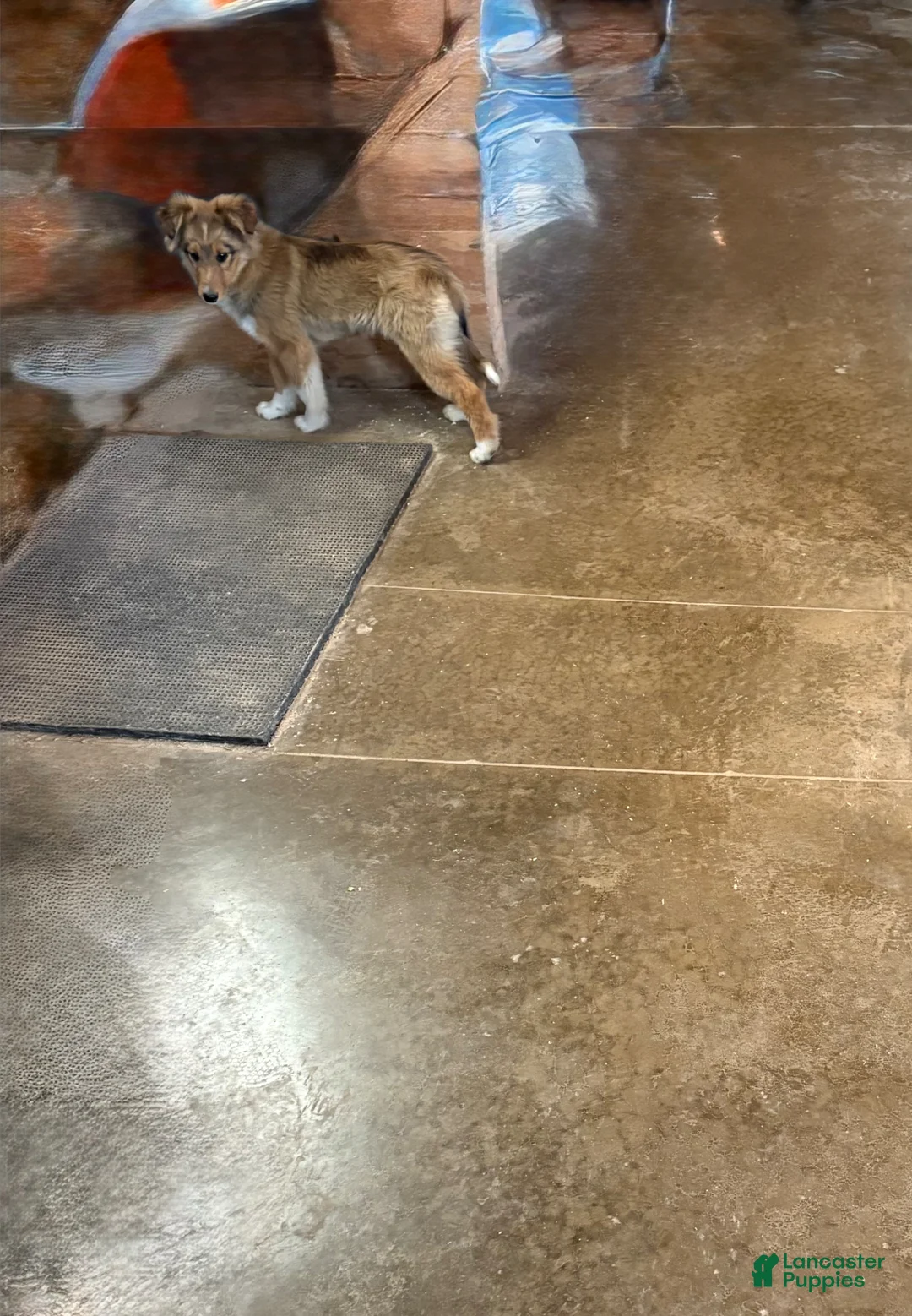 Mixed Breed dogs for sale: Shelly - Ad 4