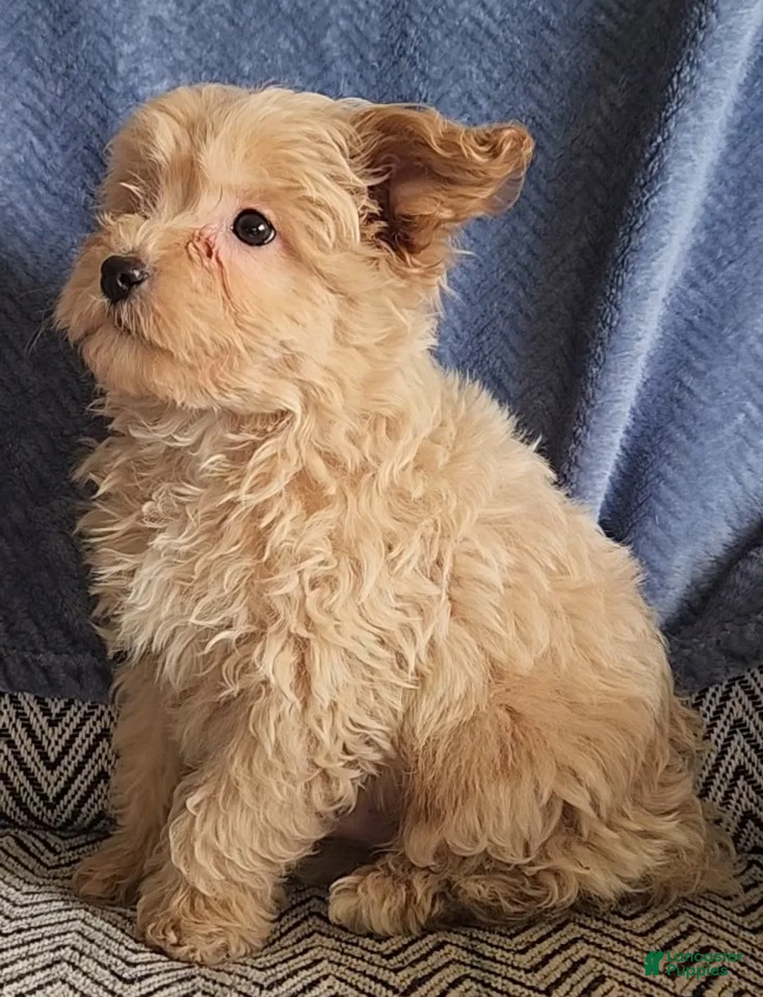 Mixed Breed dogs for sale: Peanut - Ad 7