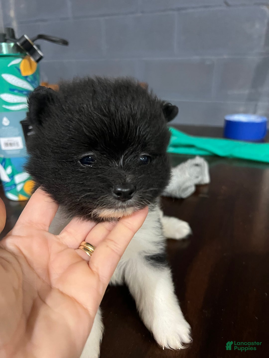 Pomeranian dogs for sale: Pomeranian Puppy 3 - Ad 2