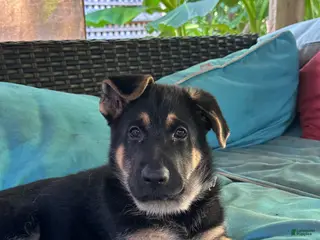 German Shepherd dogs German Shepherd 5 - Ad 36