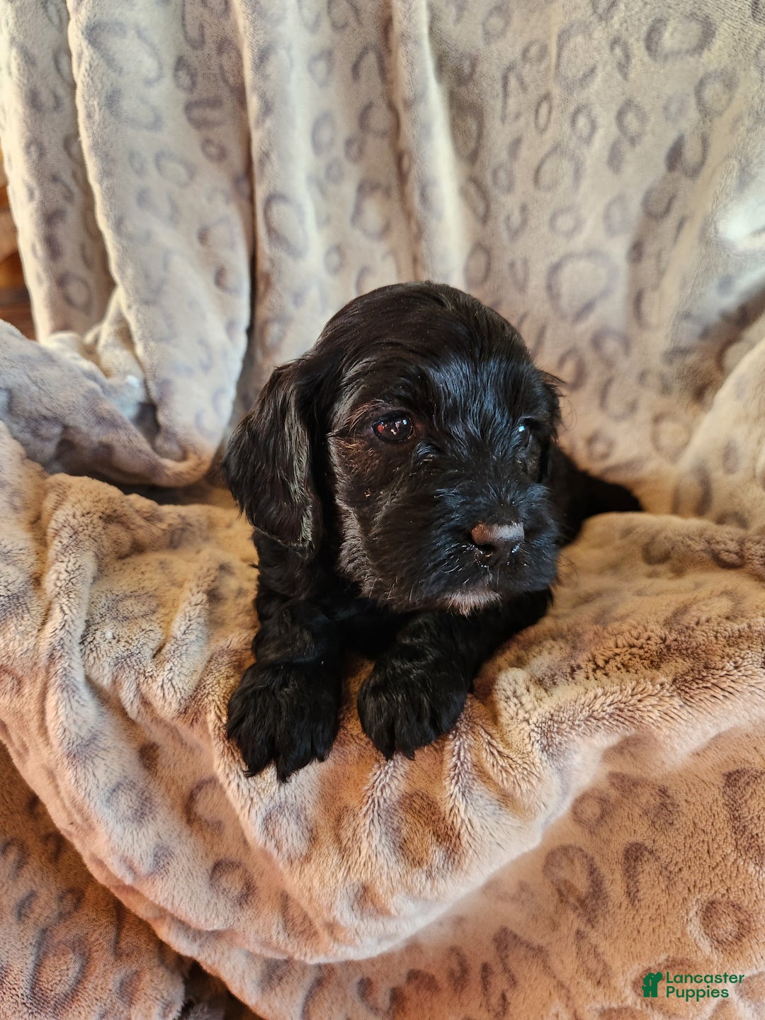 Mixed Breed dogs for sale: Lana - Ad 5