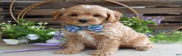 Cavapoo dogs for sale: Colton - Ad 3