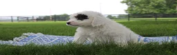 Mini Goldendoodle dogs for sale: Reina  - Ad 6