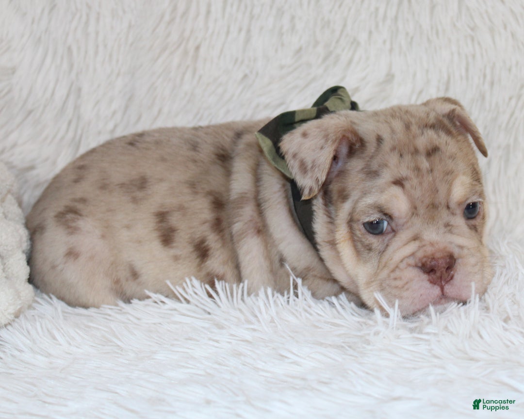 English Bulldog dogs for sale: Parry - Ad 7