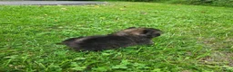 Pomeranian dogs for sale: Hugo - Ad 4