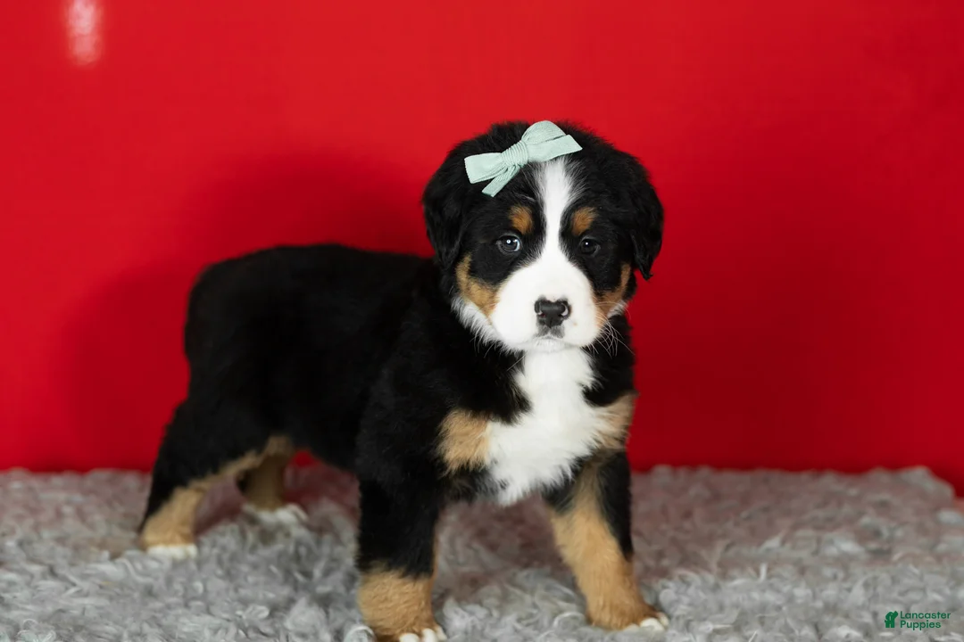 Bernese Mountain Dog dogs for sale: Maple  - Ad 5