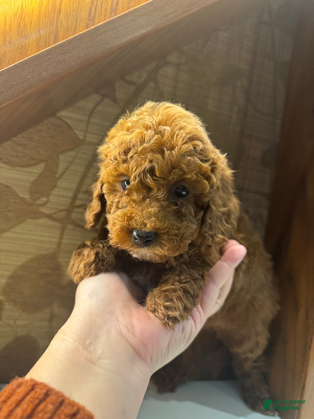 Toy Poodle dogs for sale: Mocha  - Ad 8