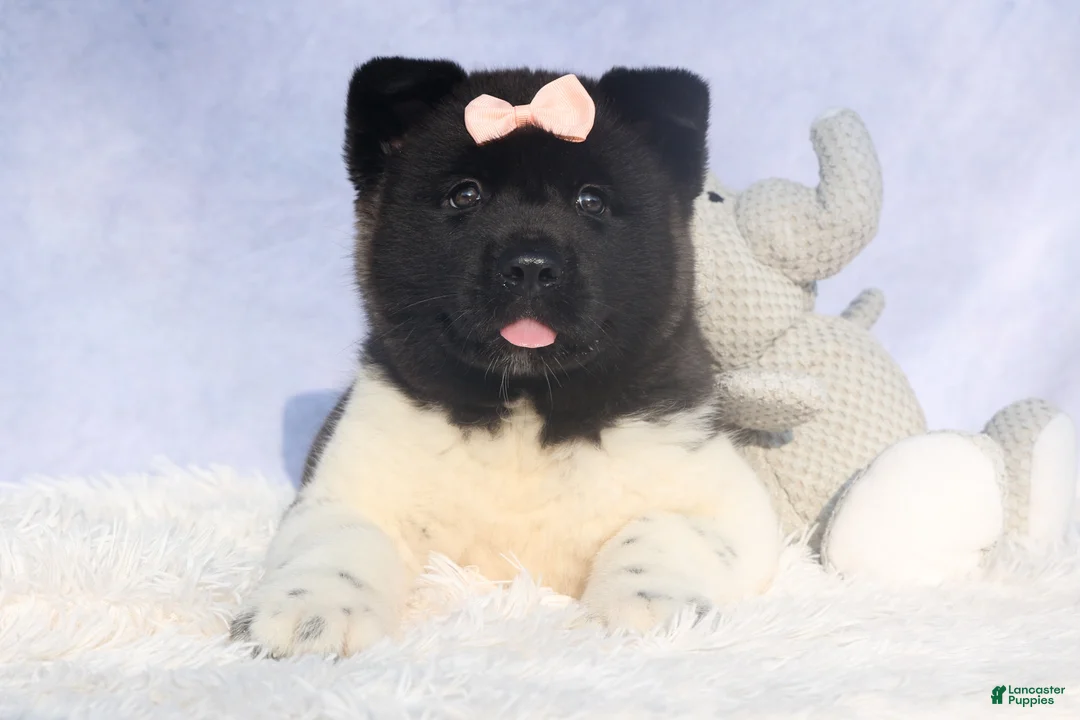 Akita dogs for sale: Olive - Ad 5