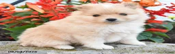 Pomeranian dogs for sale: Pedro - Ad 4