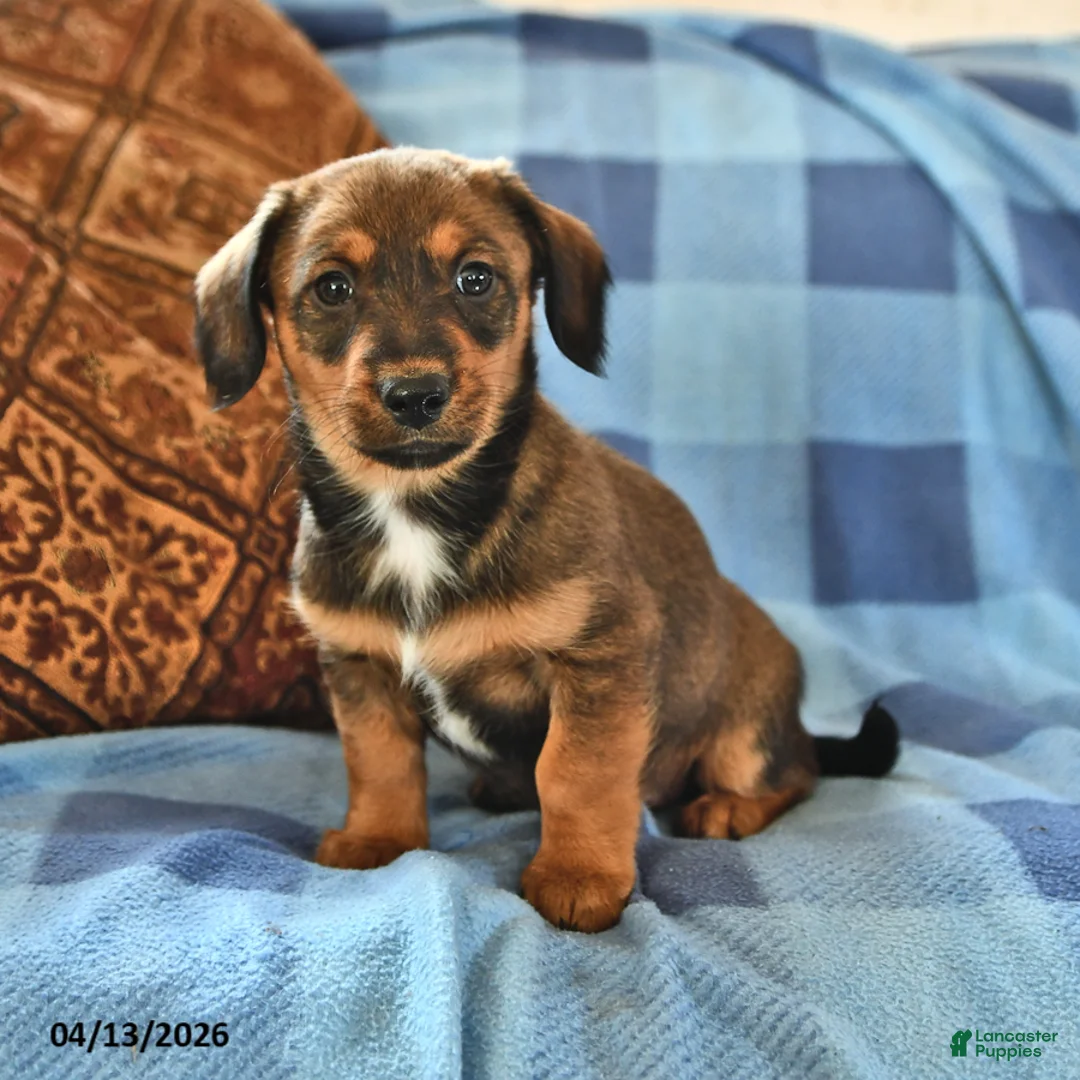 Miniature Dachshund dogs for sale: Marshall - Ad 1