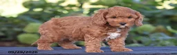Cavapoo dogs for sale: Kyle - Ad 3