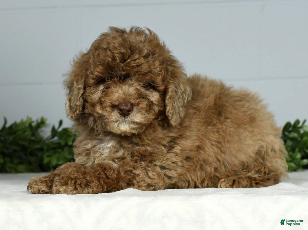 Miniature Poodle dogs for sale: Jasper - Ad 7