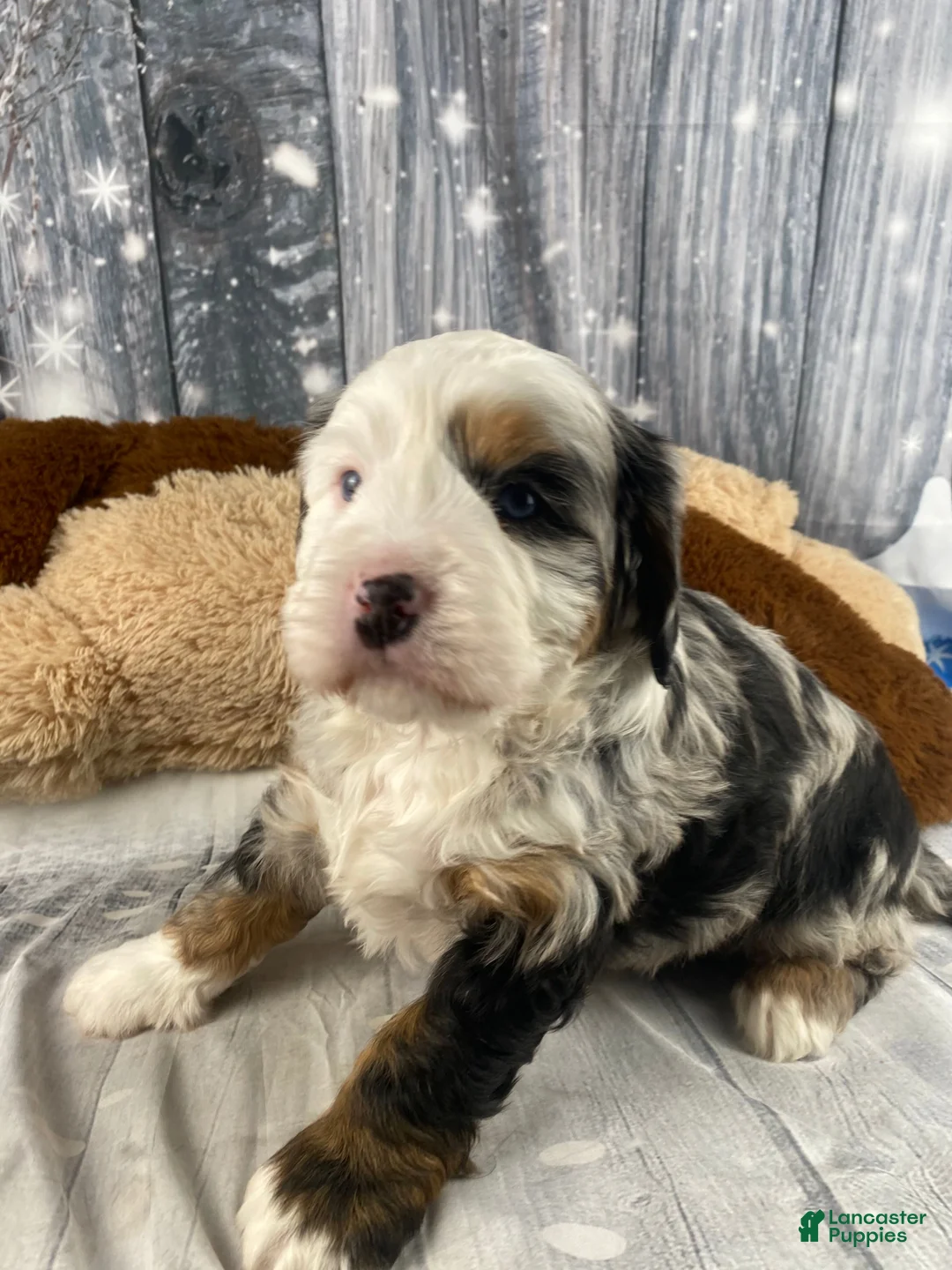 Mixed Breed dogs for sale: Rubio - Ad 9