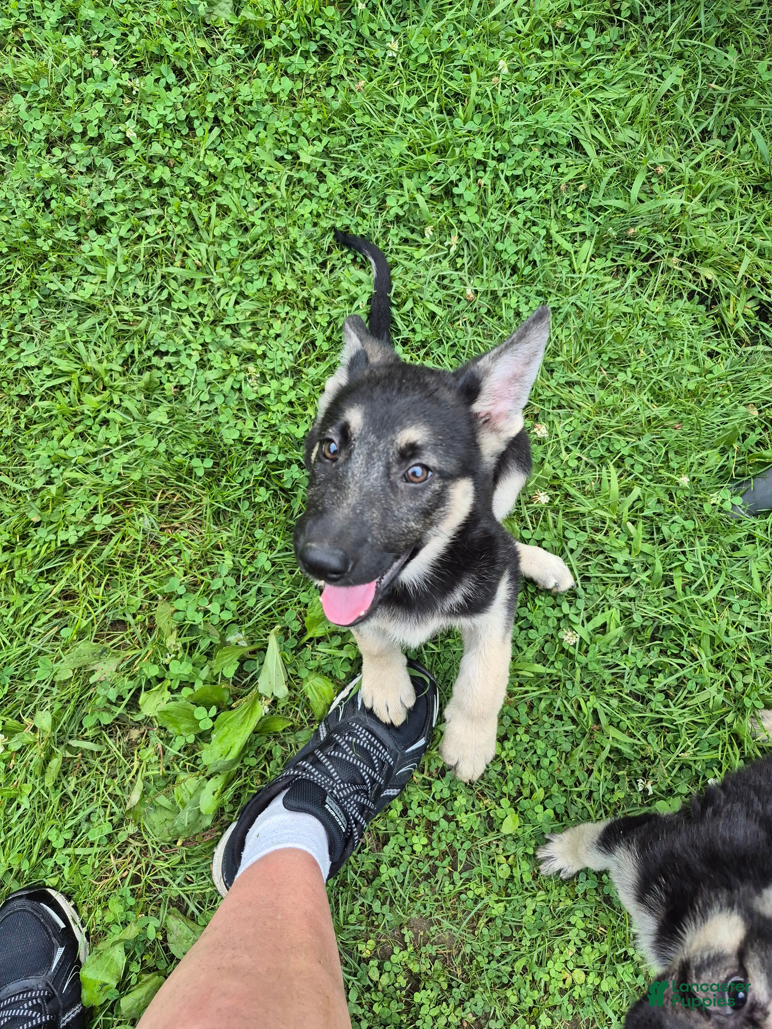 German Shepherd dogs Fancy  - Ad 1