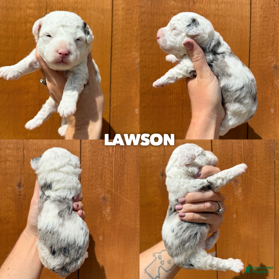Mixed Breed dogs for sale: Lawson - Ad 7