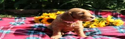 Mixed Breed dogs for sale: Posey - Irish Goldendoodle  - Ad 28