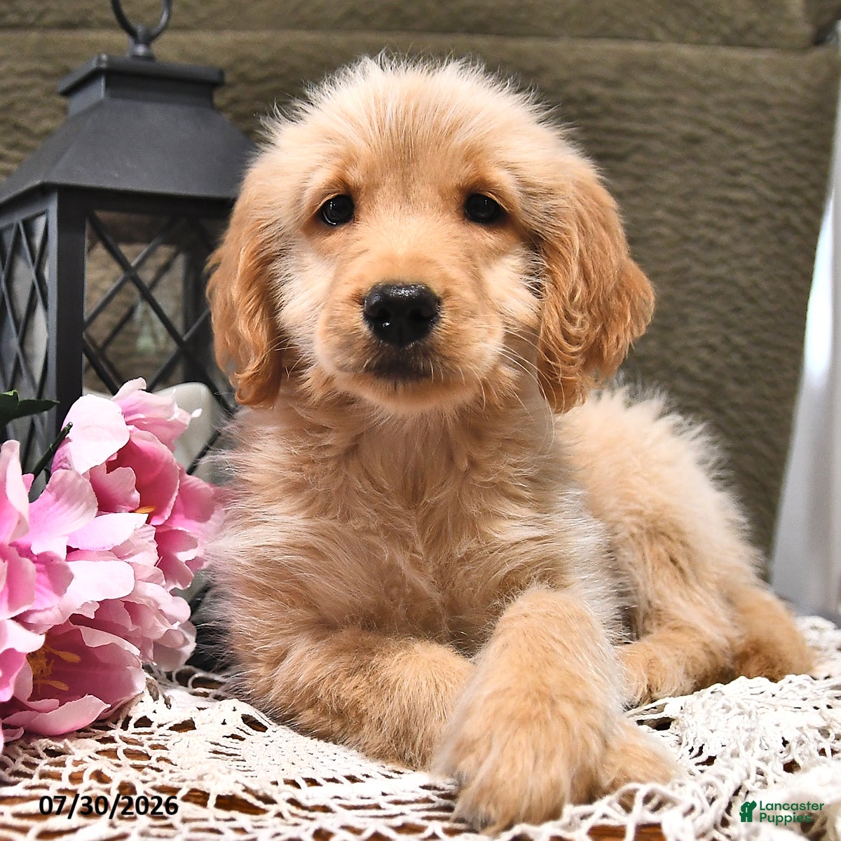 Goldendoodle dogs Lollipop - Ad 1