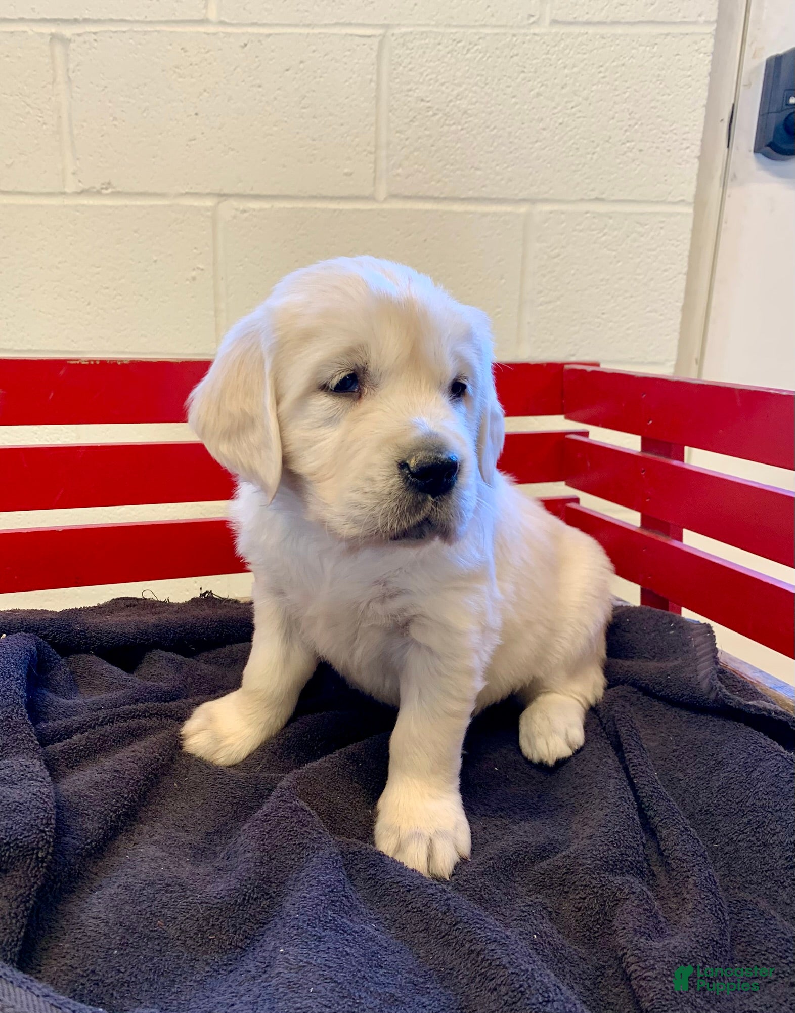 Golden Retriever dogs Jess - Ad 2