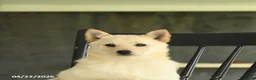 Schipperke dogs for sale: Fifi - Ad 4