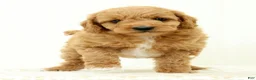 Mini Goldendoodle dogs for sale: Lilly - Ad 2