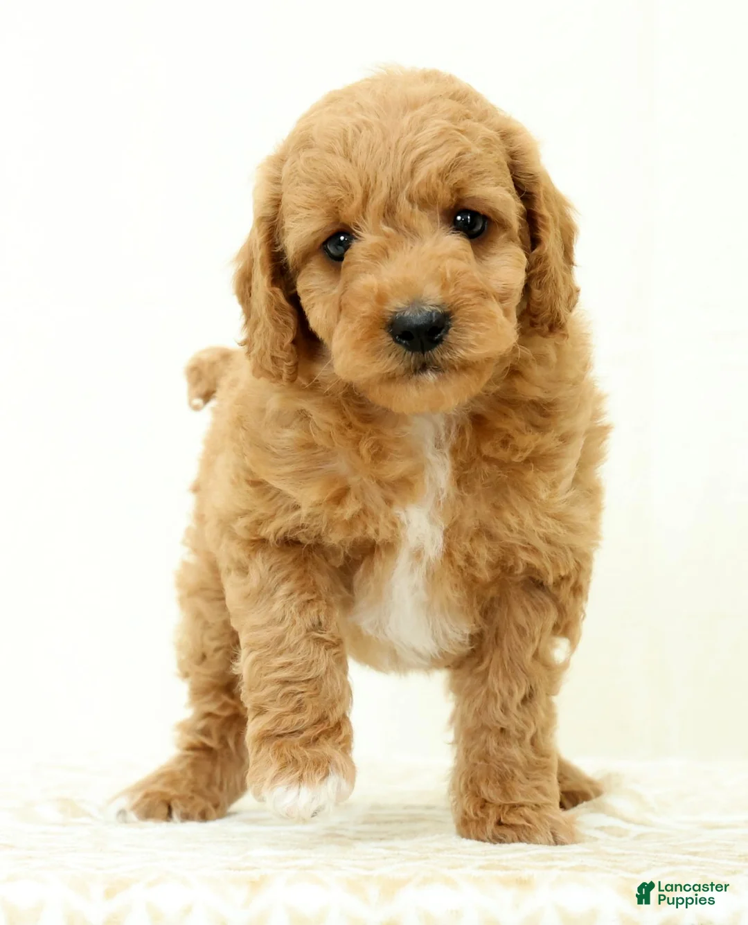 Mini Goldendoodle dogs for sale: Lilly - Ad 2