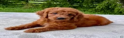 Goldendoodle dogs for sale: Flower medium sized - Ad 4