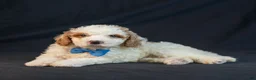 Mini Goldendoodle dogs for sale: Maverick - Ad 7