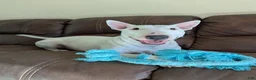Bull Terrier dogs for sale: Bull Terrier Puppy 2 - Ad 3