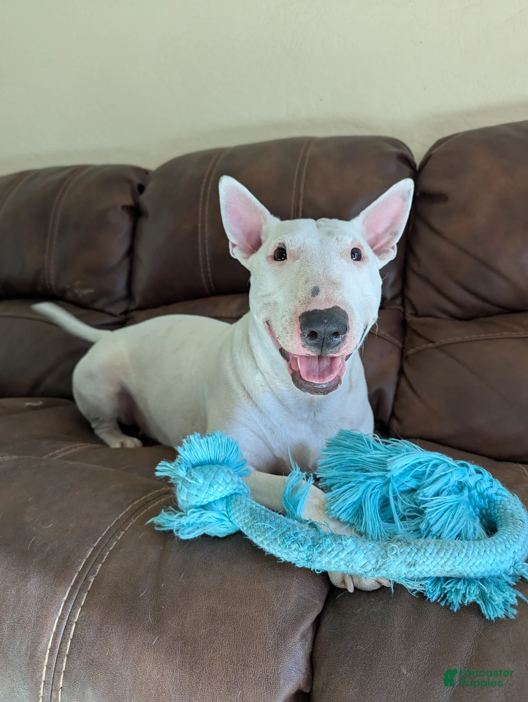 Bull Terrier dogs for sale: Bull Terrier Puppy 2 - Ad 3