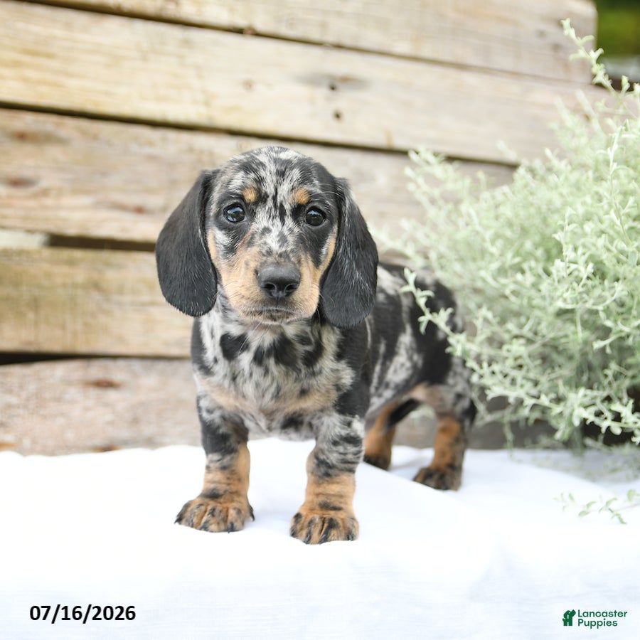 Miniature Dachshund dogs Dexter - Ad 2