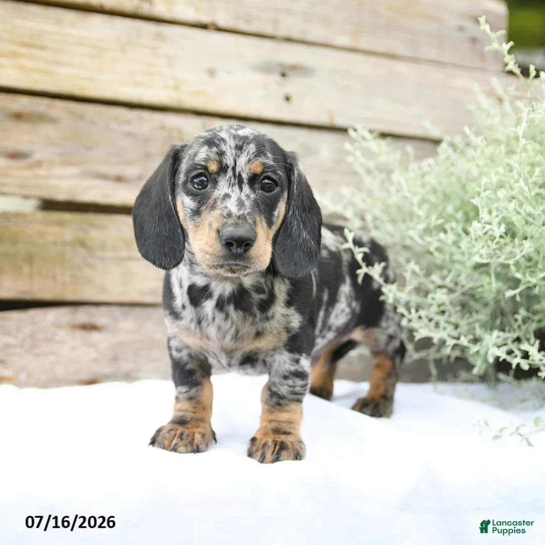 Miniature Dachshund dogs for sale: Dexter - Ad 2