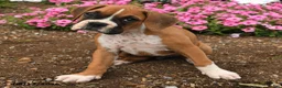 Boxer dogs for sale: Tess - Ad 3