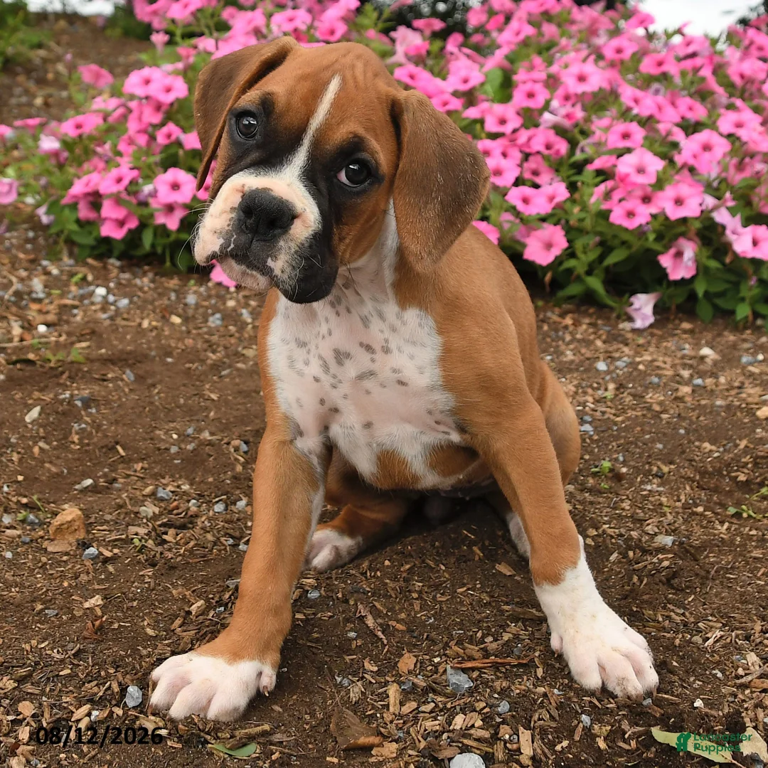 Boxer dogs for sale: Tess - Ad 3