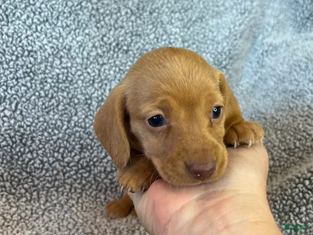 Miniature Dachshund dogs for sale: Miniature Dachshund 4 - Ad 1