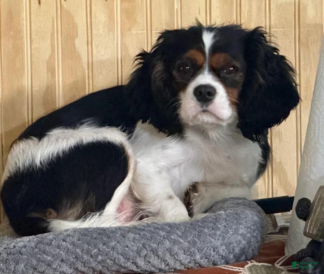 Cavalier King Charles Spaniel dogs for sale: Cavalier King Charles Spaniel 4 - Ad 2
