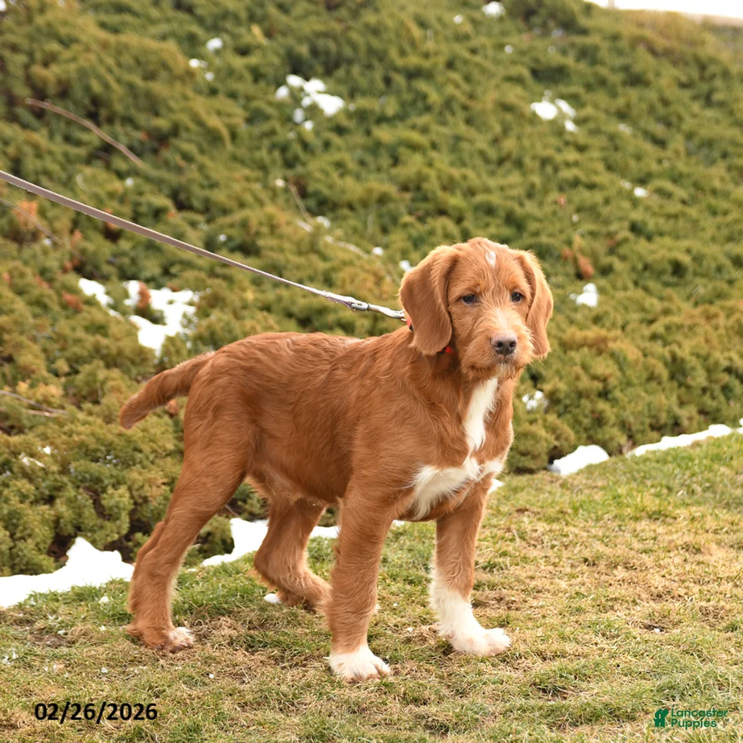 Labradoodle dogs for sale: Garland  - Ad 2